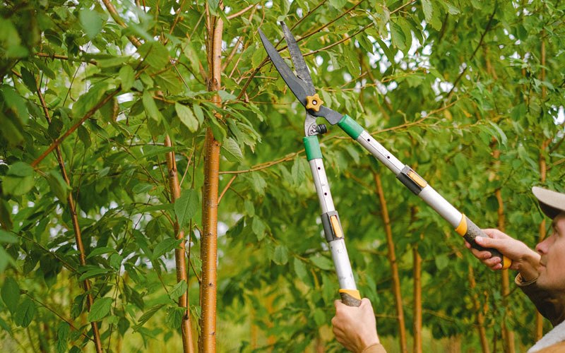 Tree trimming in Kasbeer, IL