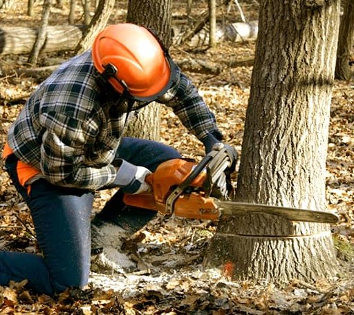 Tree Removal in Kasbeer, IL